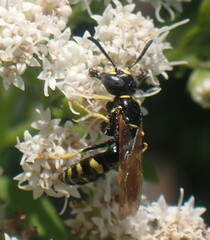 Philanthus bilunatus