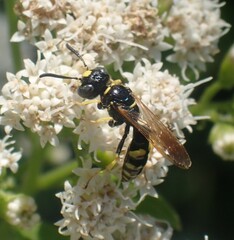 Philanthus bilunatus