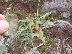 Asplenium bradleyi