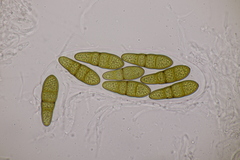 Splanchnonema pupula