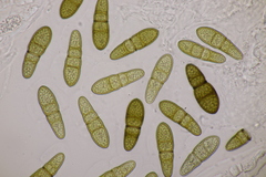 Splanchnonema pupula