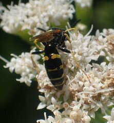 Philanthus bilunatus