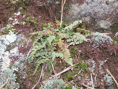 Asplenium bradleyi