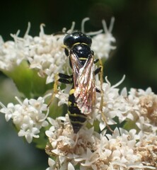 Philanthus bilunatus