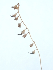 Campanula rapunculoides