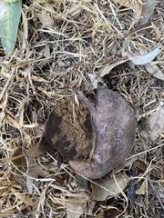Mycenastrum corium