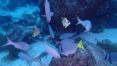 Cephalopholis colonus