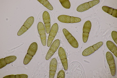 Splanchnonema pupula