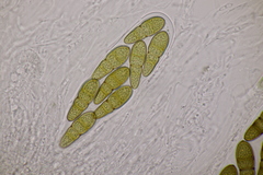 Splanchnonema pupula