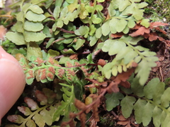 Asplenium bradleyi