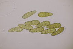 Splanchnonema pupula