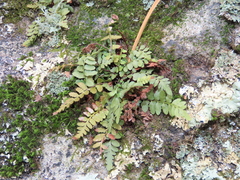 Asplenium bradleyi