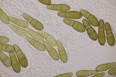 Splanchnonema pupula