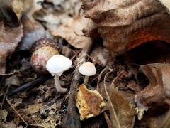 Cystolepiota