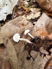 Cystolepiota