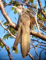 Coccyzus merlini santamariae