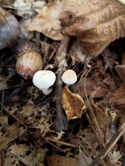 Cystolepiota