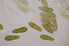 Splanchnonema pupula