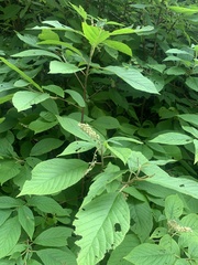 Clethra acuminata