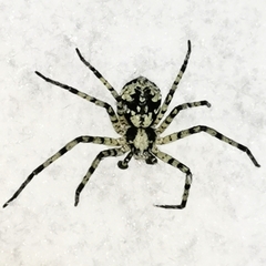 Philodromus margaritatus