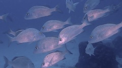 Anisotremus scapularis