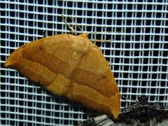 Watsonalla cultraria