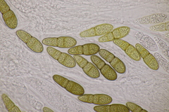 Splanchnonema pupula