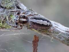 Sandalodes bipenicillatus