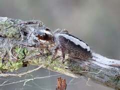 Sandalodes bipenicillatus