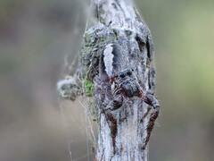 Sandalodes bipenicillatus