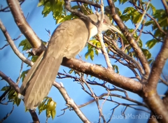 Coccyzus merlini santamariae