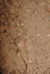 Gayophytum diffusum