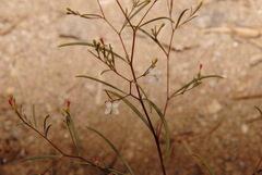 Gayophytum diffusum