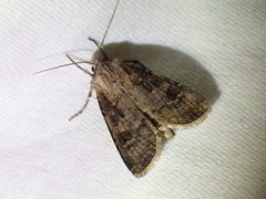 Agrotis clavis