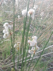 Androtrichum trigynum