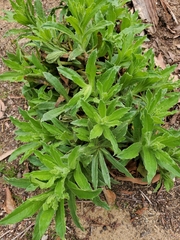 Pseudognaphalium californicum