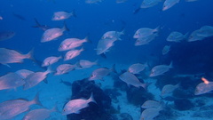 Anisotremus scapularis