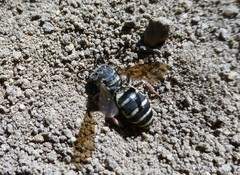 Triepeolus pectoralis