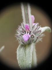 Stachys cretica