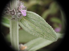 Stachys cretica