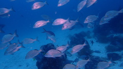 Anisotremus scapularis