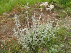 Stachys cretica