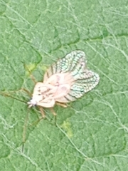 Leptopharsa
