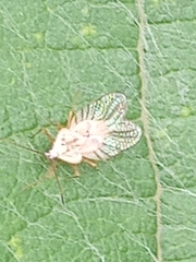 Leptopharsa