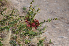 Puccinia magellanica