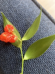 Danae racemosa