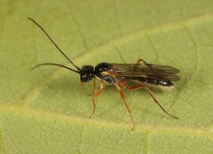 Acrotomus succinctus