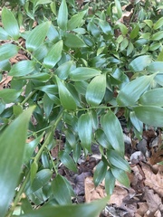 Danae racemosa