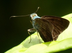Astraptes jaira