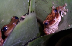 Osteopilus ocellatus